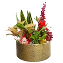 CNY Assorted Plant Arrangements (Gold_M118)