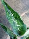 Dieffenbachia Crocodile #C135/0.35G